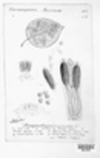 Phragmidium mucronatum image